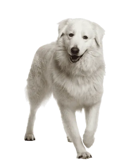 Maremmen-Abruzzen-Schaeferhund-5