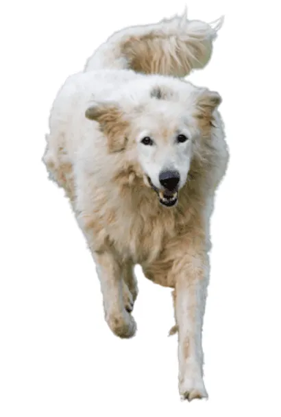 Maremmen-Abruzzen-Schaeferhund-2