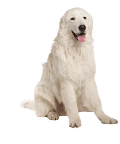 Maremmen-Abruzzen-Schaeferhund-1