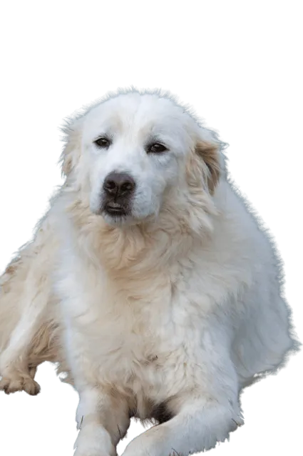 Maremmen-Abruzzen-Schaeferhund-7