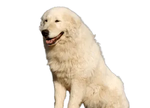 Maremmen-Abruzzen-Schäferhund