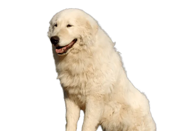 Maremmen-Abruzzen-Schäferhund Bild