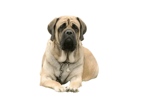 Mastiff-3
