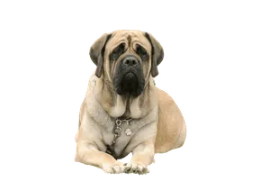 Mastiff-3