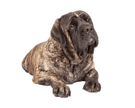 Mastiff-4