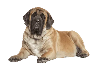 Mastiff-2