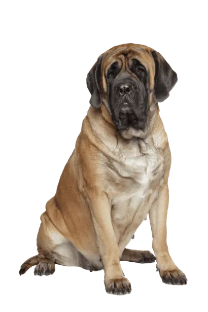 Mastiff-5