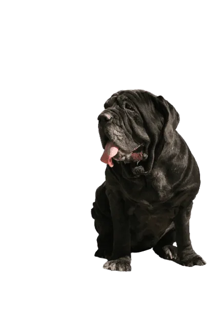 Mastiff-6