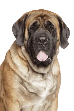 Mastiff