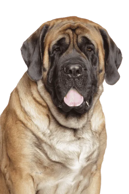 Bild für Mastiff