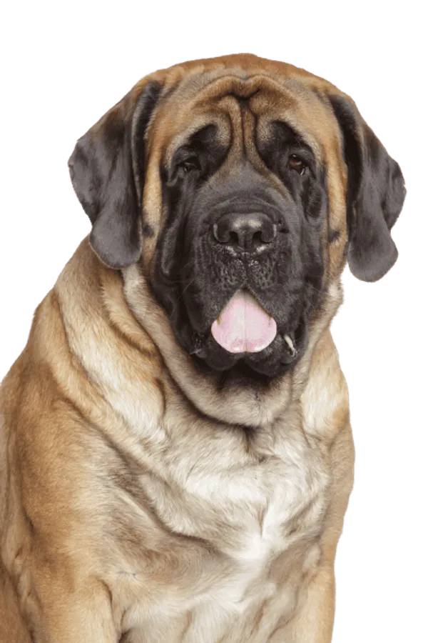 Mastiff Bild