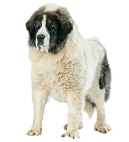 Bild für Mastín del Pirineo