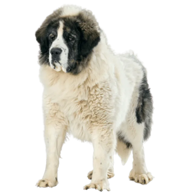 Mastín del Pirineo Bild