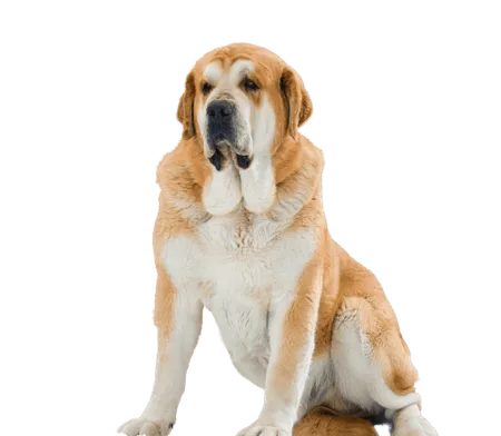 Bild für Mastín Español