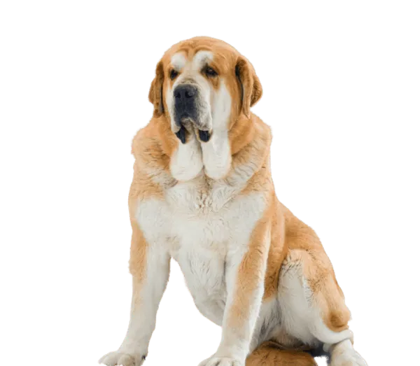 Mastín Español Bild