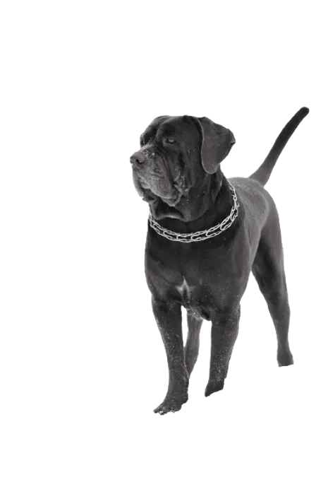 Mastino Napoletano (5)