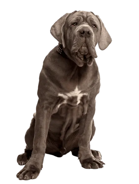 Mastino Napoletano (3)