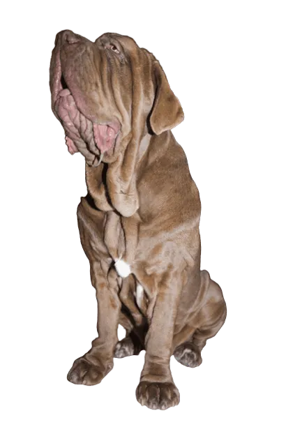 Mastino Napoletano (4)