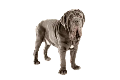 Mastino Napoletano (6)