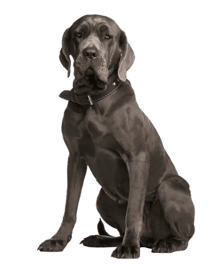 Mastino Napoletano (2)