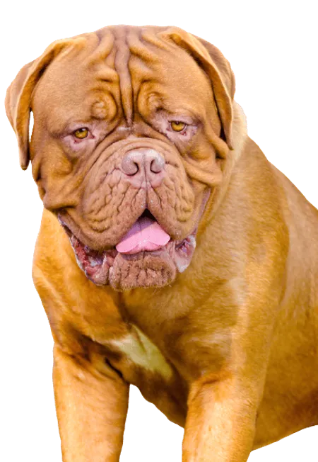 Bild für Mastino Napoletano