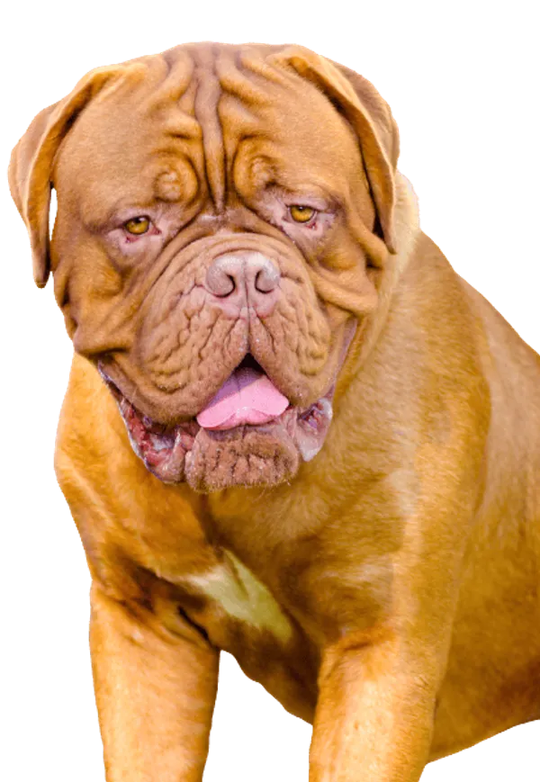 Mastino Napoletano Bild