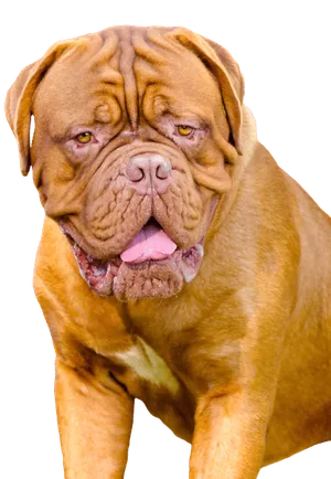 Mastino Napoletano