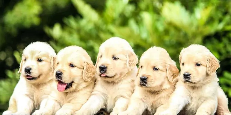 Labrador Retriever Welpen