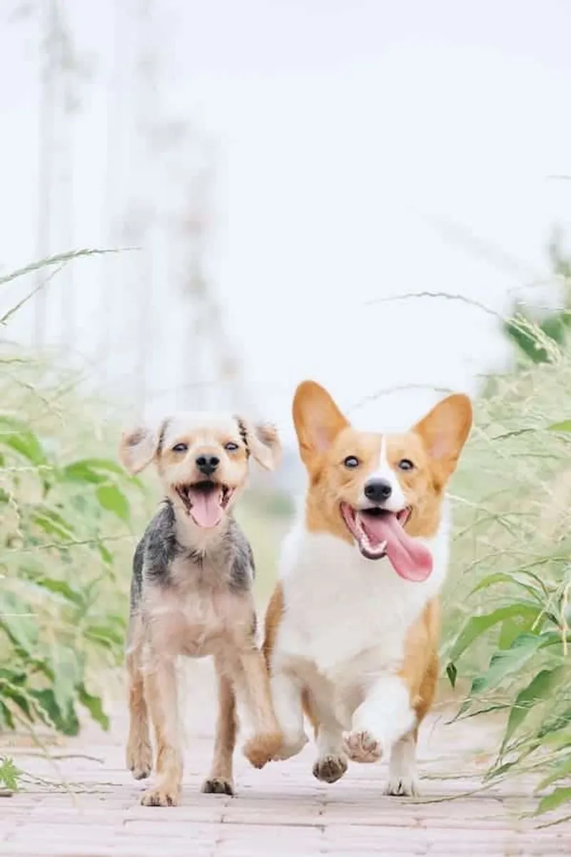 Hunde spielen in Natur