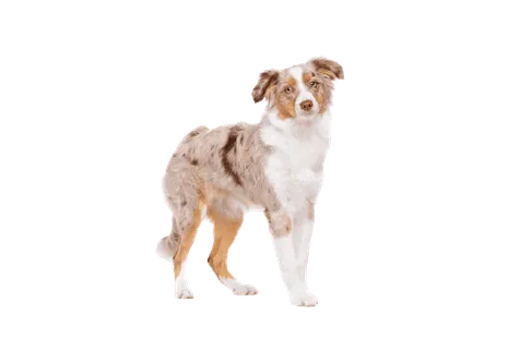 Miniature-American-Shepherd-6