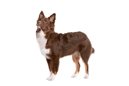 Miniature-American-Shepherd-5