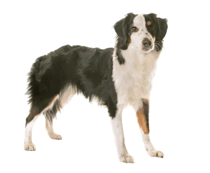 Miniature-American-Shepherd-2
