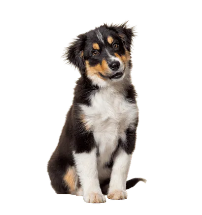 Miniature-American-Shepherd-4