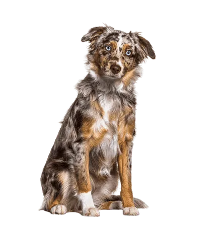 Miniature-American-Shepherd-3