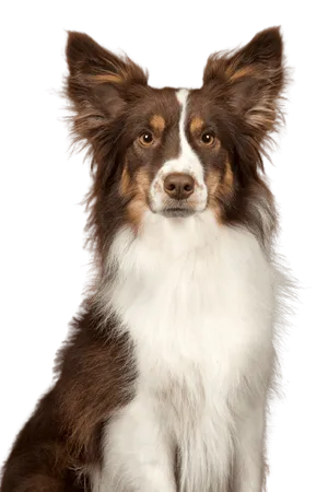 Miniature American Shepherd