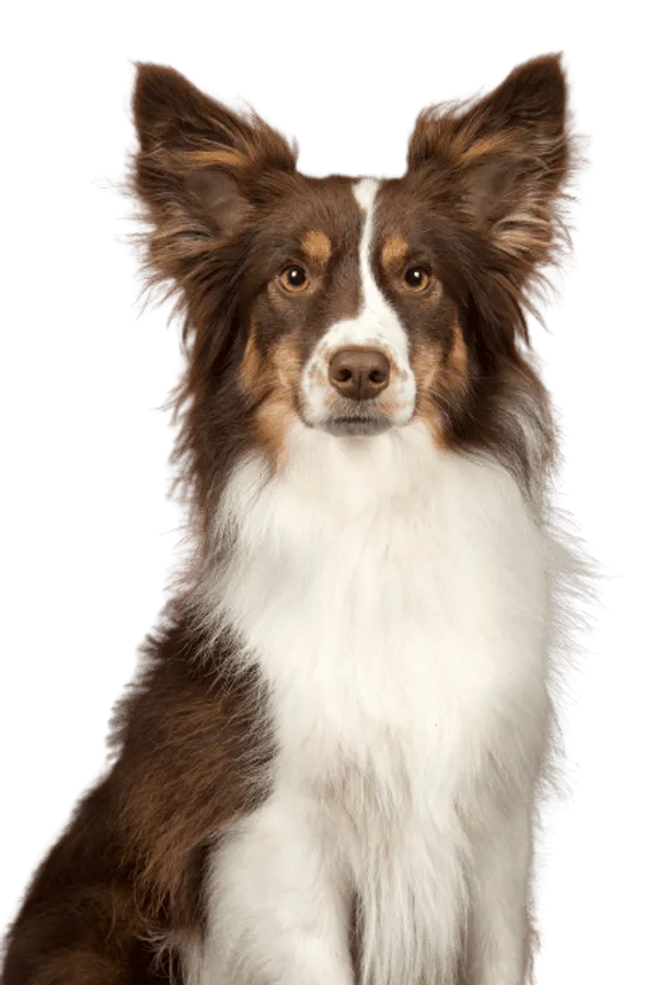 Miniature American Shepherd Bild