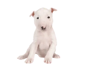 Miniature-Bull-Terrier-6