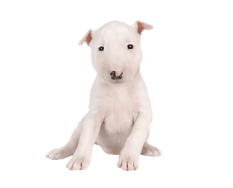 Miniature-Bull-Terrier-6