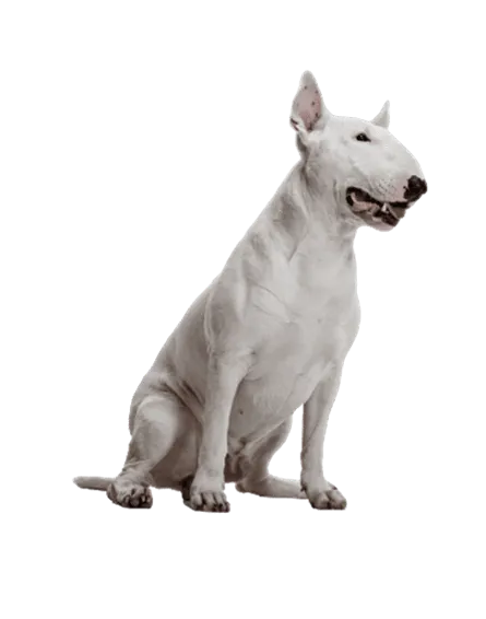 Miniature-Bull-Terrier