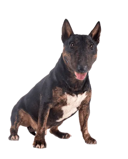 Miniature-Bull-Terrier-5