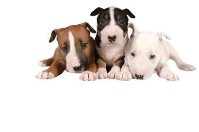 Miniature-Bull-Terrier-2