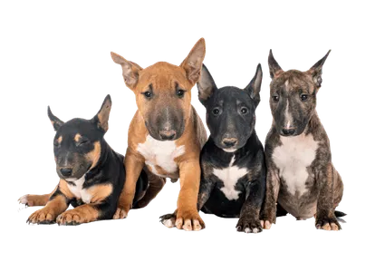 Miniature-Bull-Terrier-3