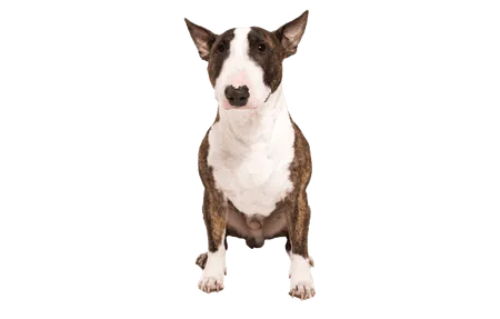 Bild für Miniature Bull Terrier