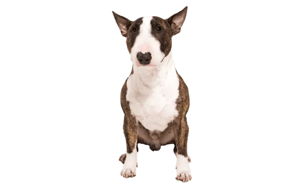 Miniature Bull Terrier Bild
