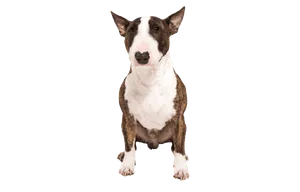 Miniature Bull Terrier