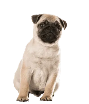 Mops 1