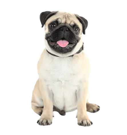 Mops 3