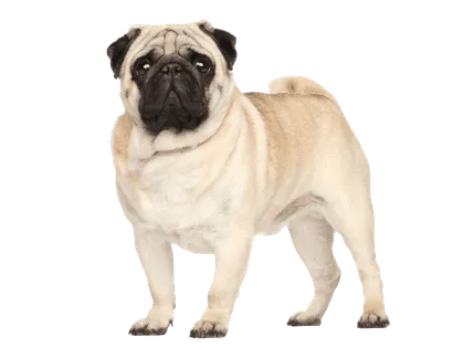 Mops (1)