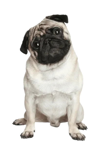 Mops 5
