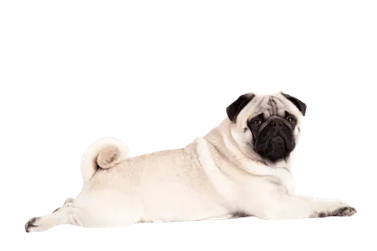 Mops (6)